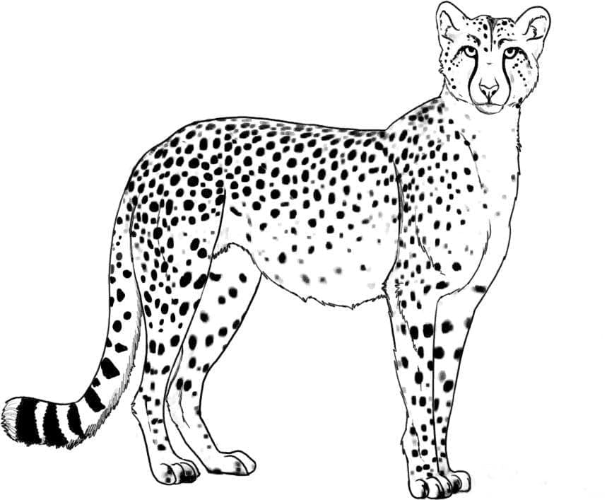 Wilder Gepard