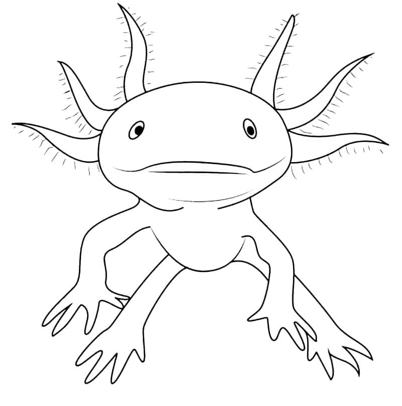 Zeichnung von Axolotl