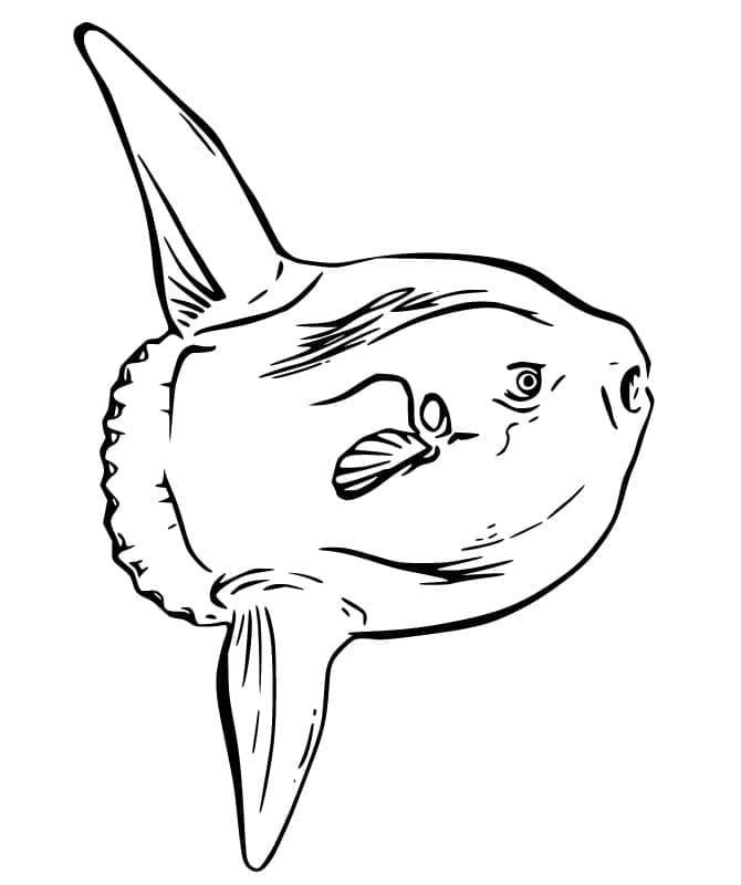 Zeichnung von Mondfisch