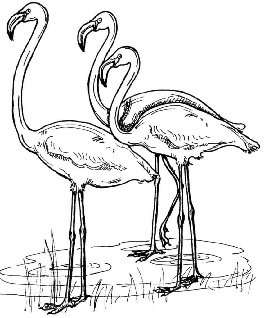 Drei Flamingos
