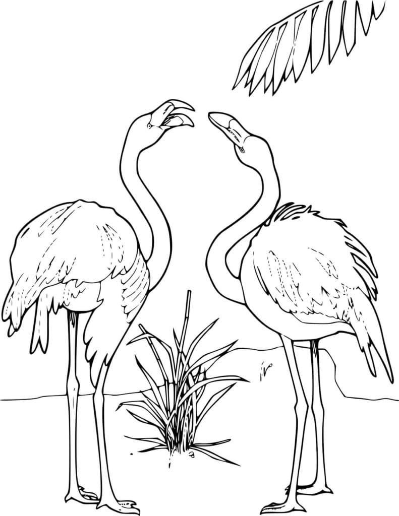 Flamingos