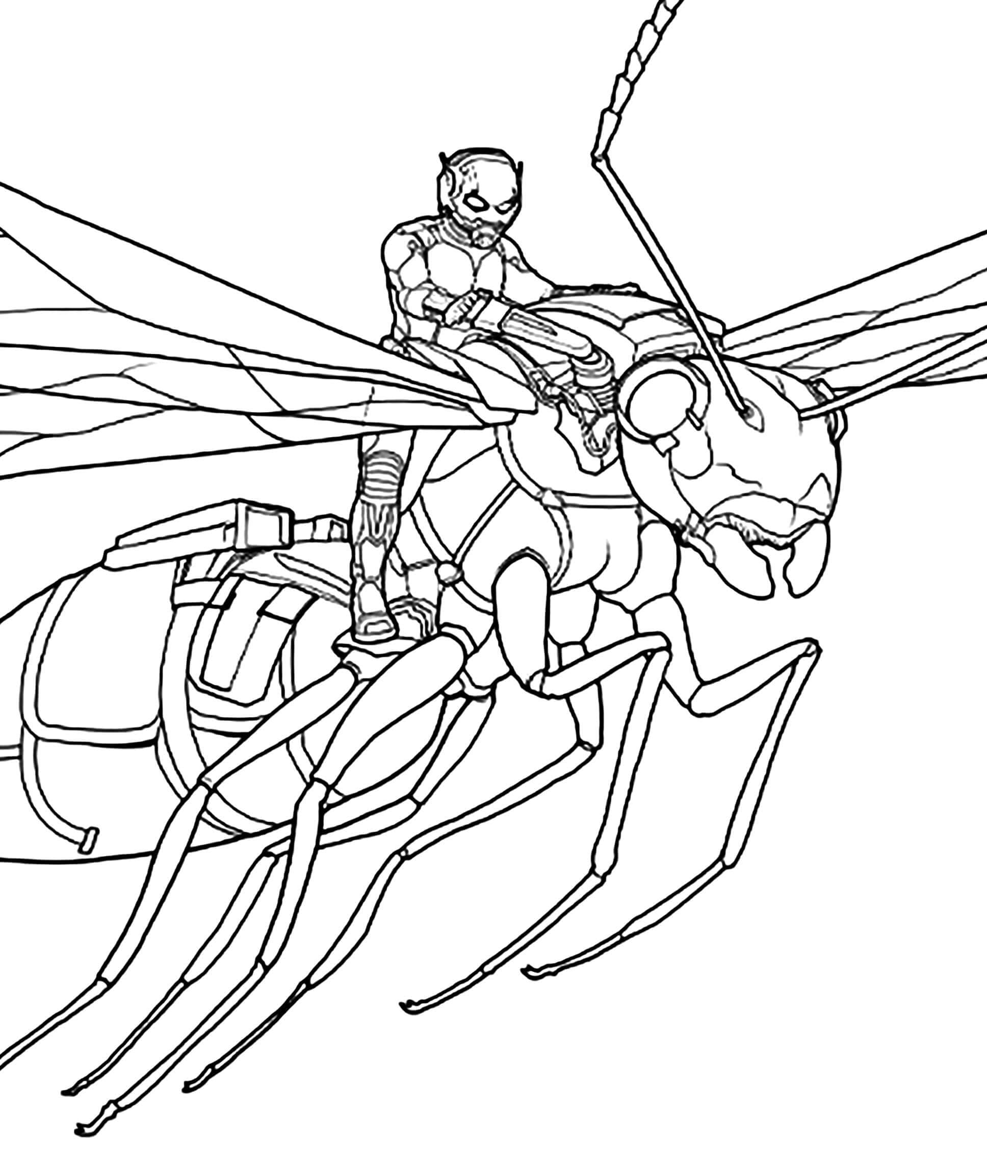 Ameisen Man reitet Ameise