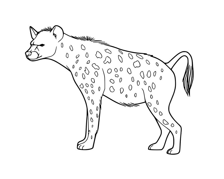 Einfache Gefleckte Hyänen