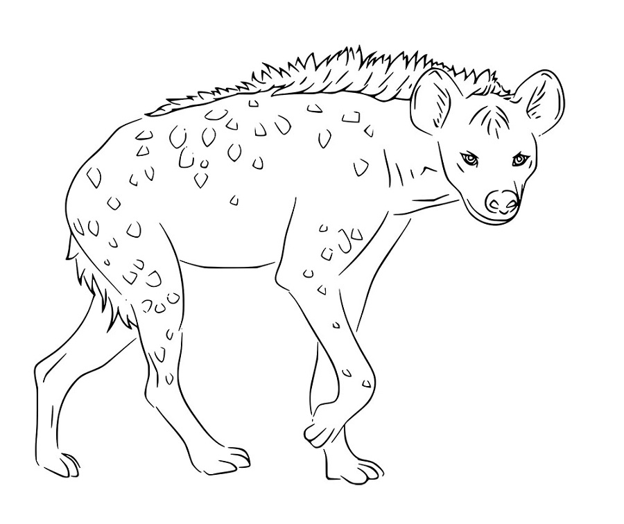 Einfache realistische Hyänen kostenlos