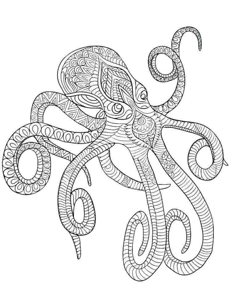 einfacher Oktopus ist für Erwachsene