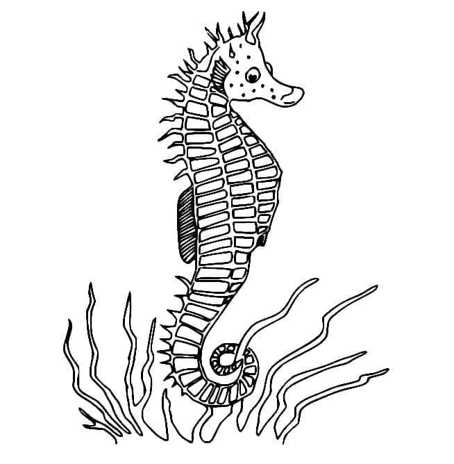 Gewöhnliches Seepferdchen
