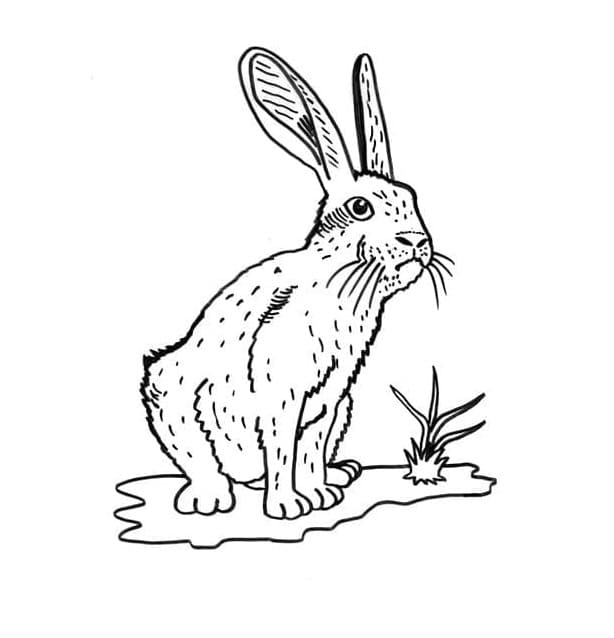 Kaninchen en der Wildnis