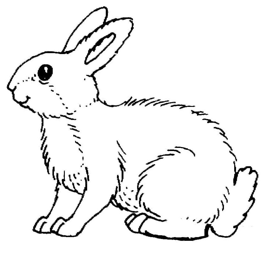 Kaninchen zum Ausdrucken