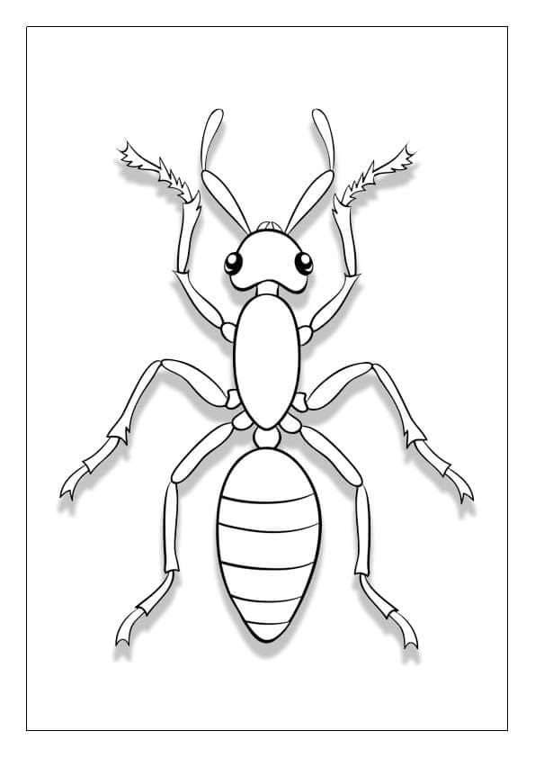 Kostenlose Ameisen Bilder