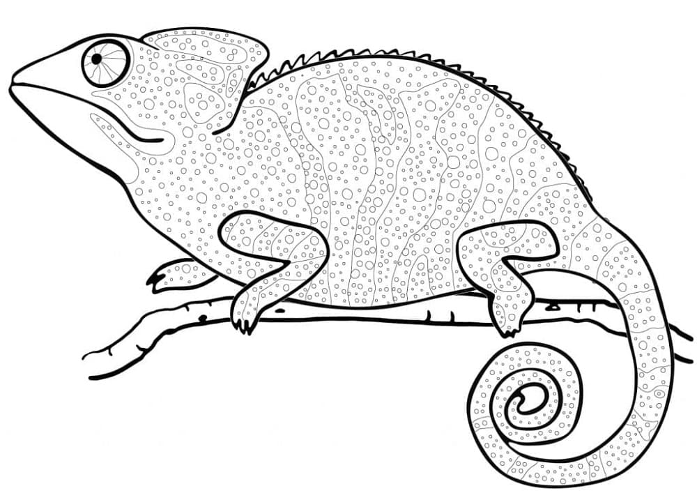 Kostenloses Bild von Chamäleon