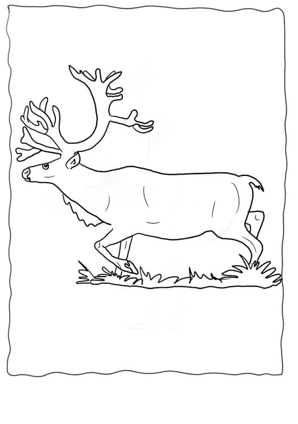 Laufendes Rentier