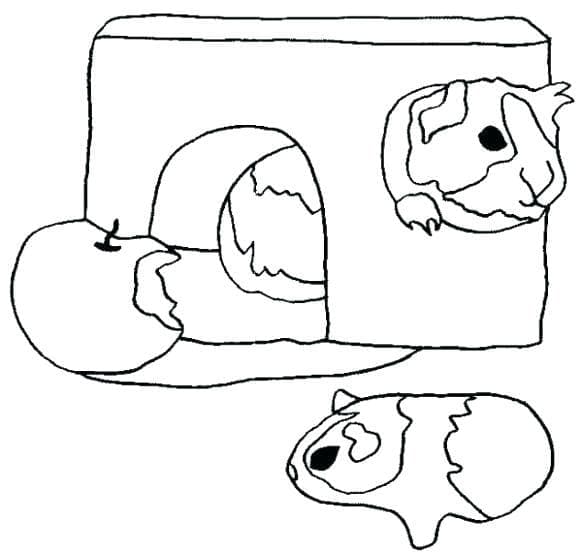 Meerschweinchen kostenlos ausdrucken