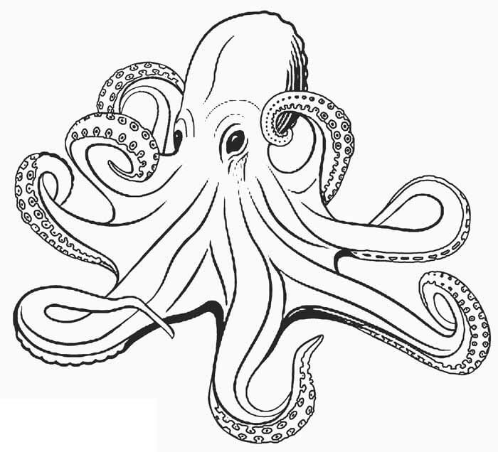 Normaler Oktopus
