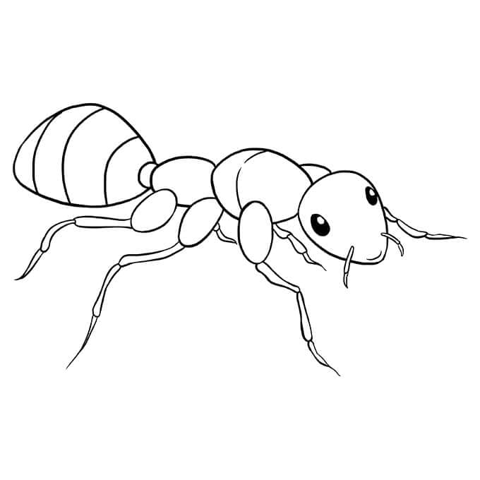 Tolle Ameisen