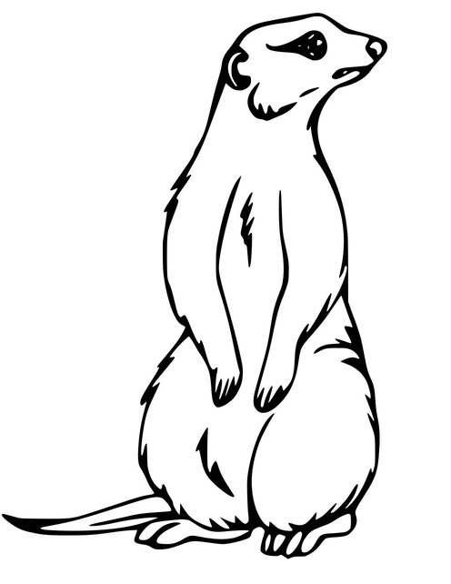 Einfaches realistisches Erdmännchen