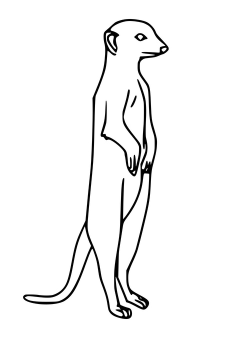 Erdmännchen stehend