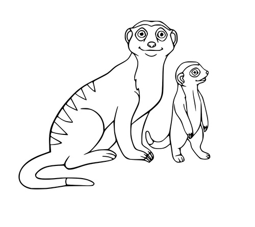 Junges Erdmännchen und ihre Mutter