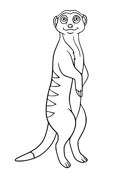 Lustiges Erdmännchen