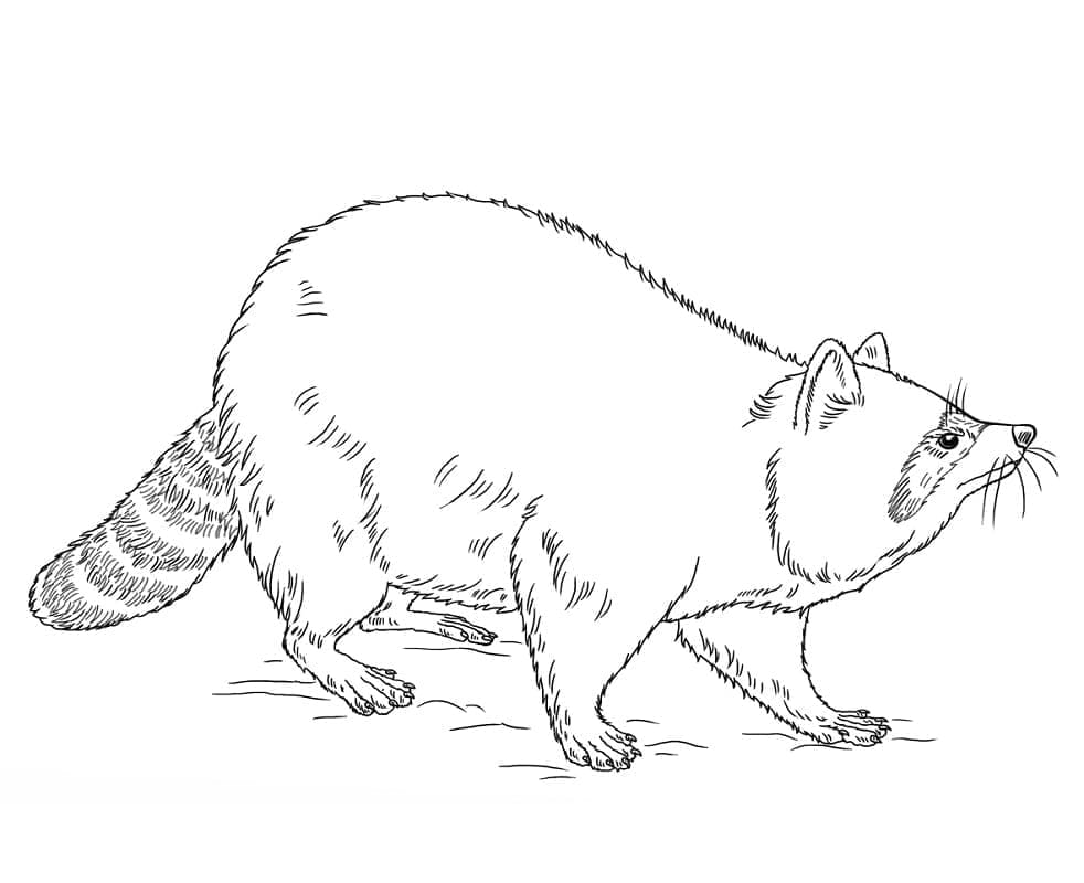 Neugieriger Waschbär