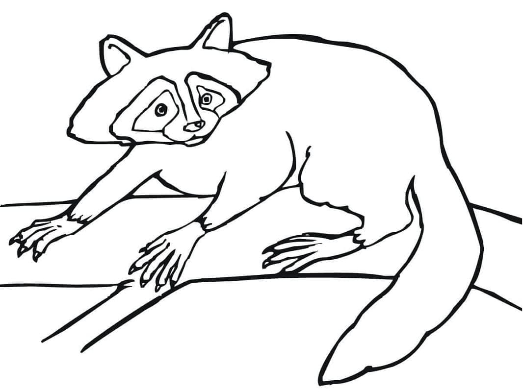 Perfekte Waschbär Zeichnung