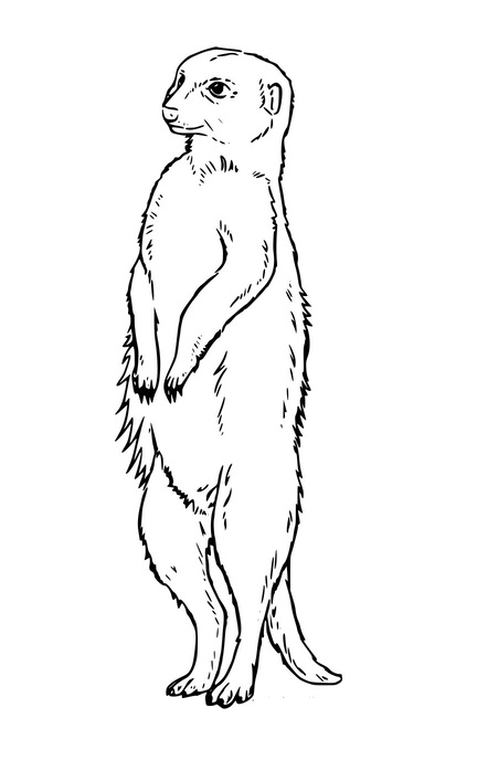 Realistisches Erdmännchen