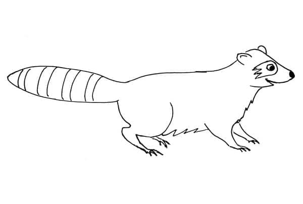 Sehr einfacher Waschbär