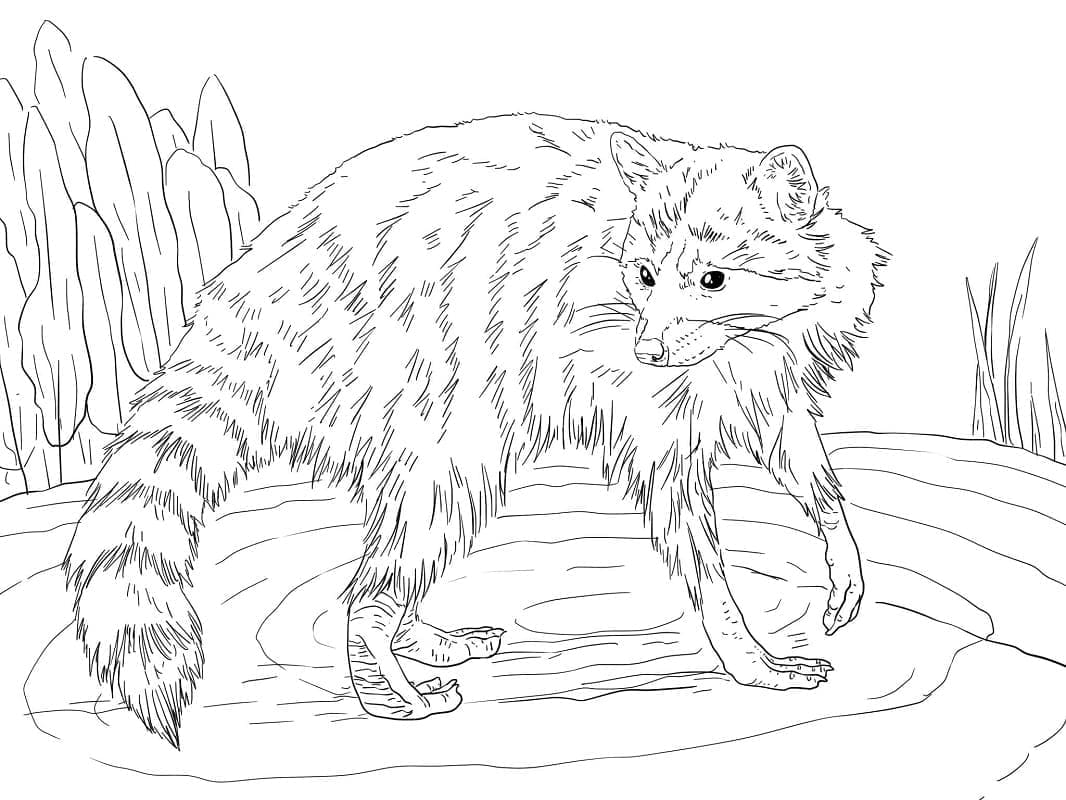 Waschbär zum Ausdrucken