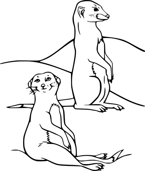 Erdmännchen ausmalbilder