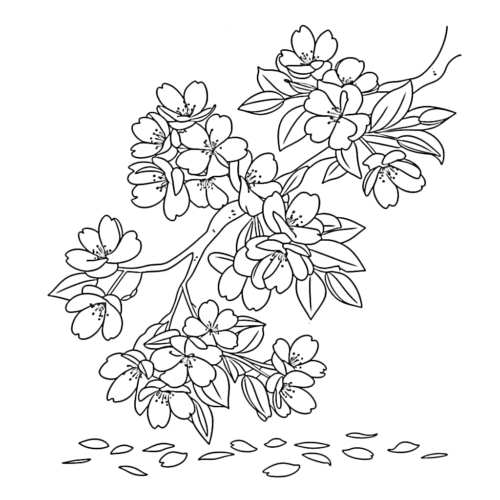 Kirschblüte im Frühling