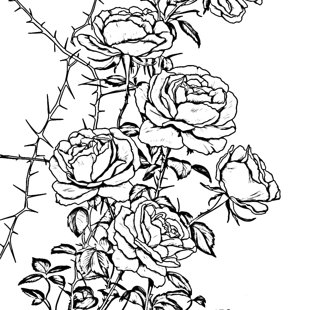 Kletterrose Frühlingsblume