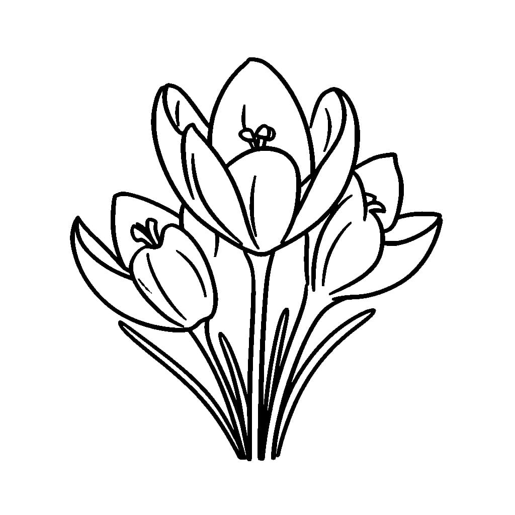 Krokus Frühlingsblume