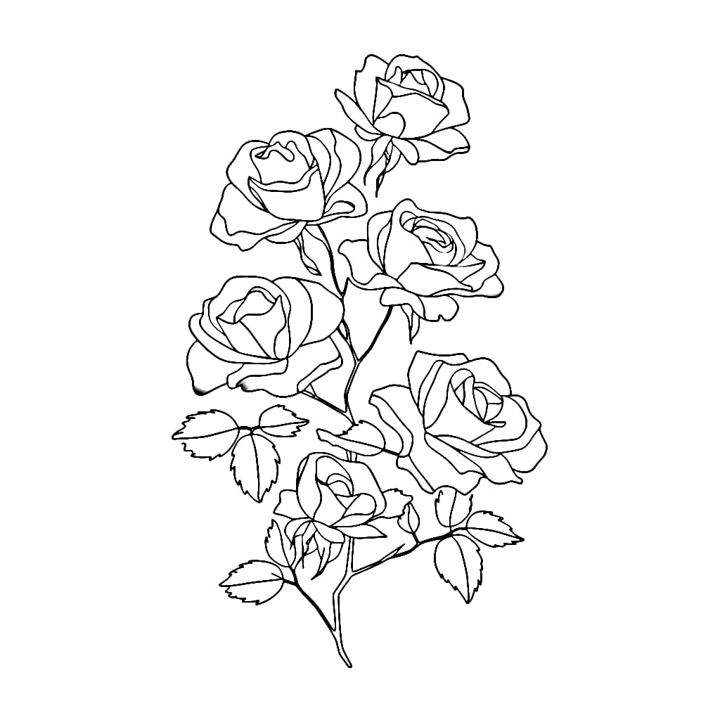 Schönheit Kletterrose