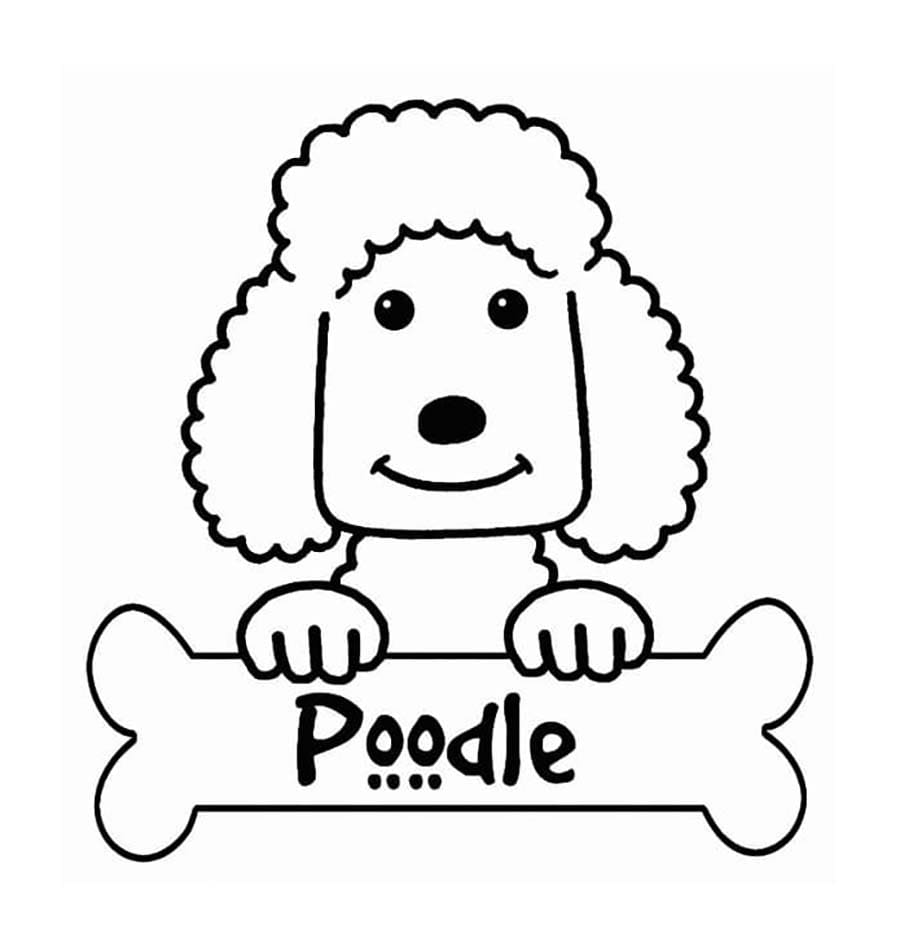 Ein süßer Pudelhund