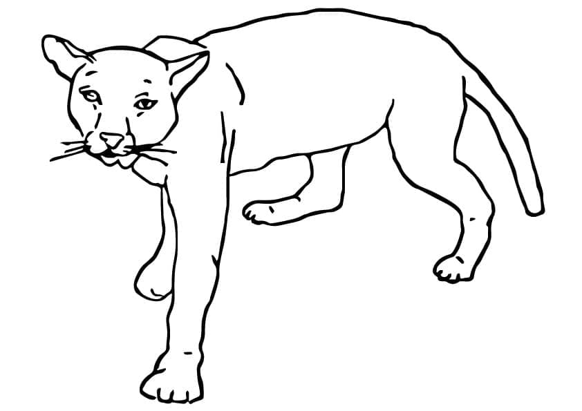 Lustiger Puma