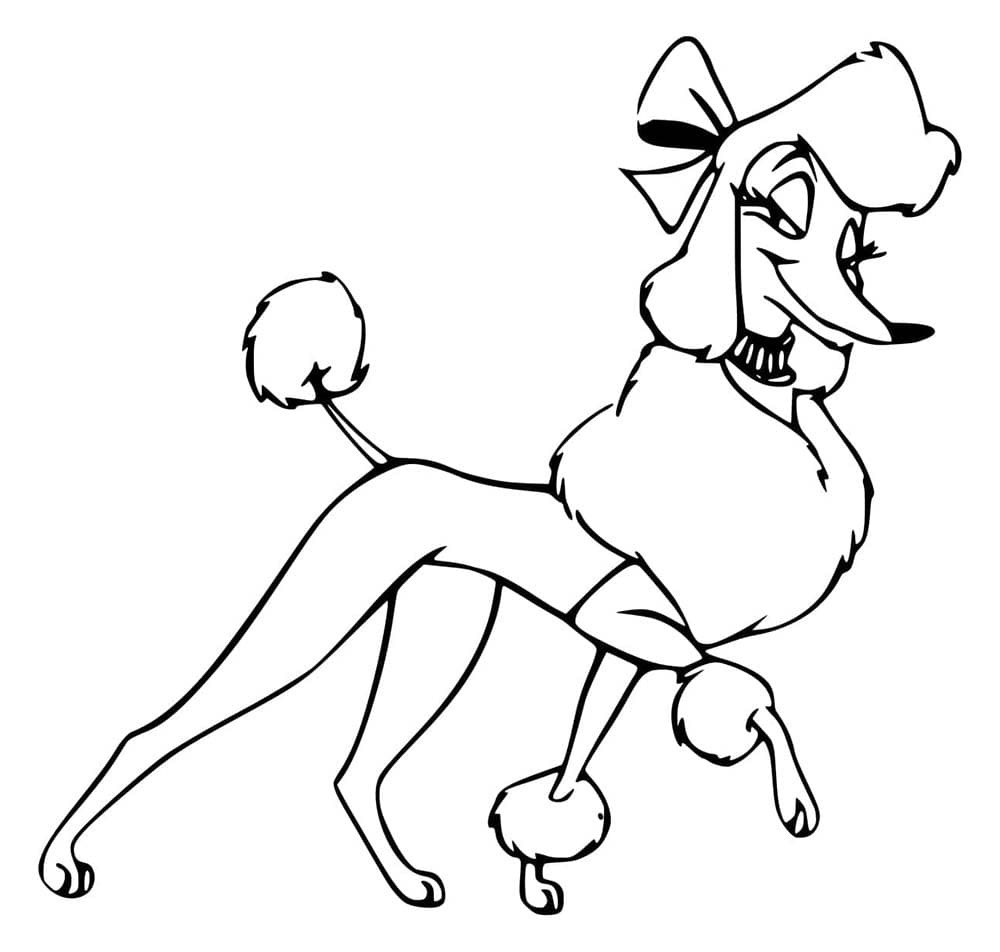 Schöner freier Pudel