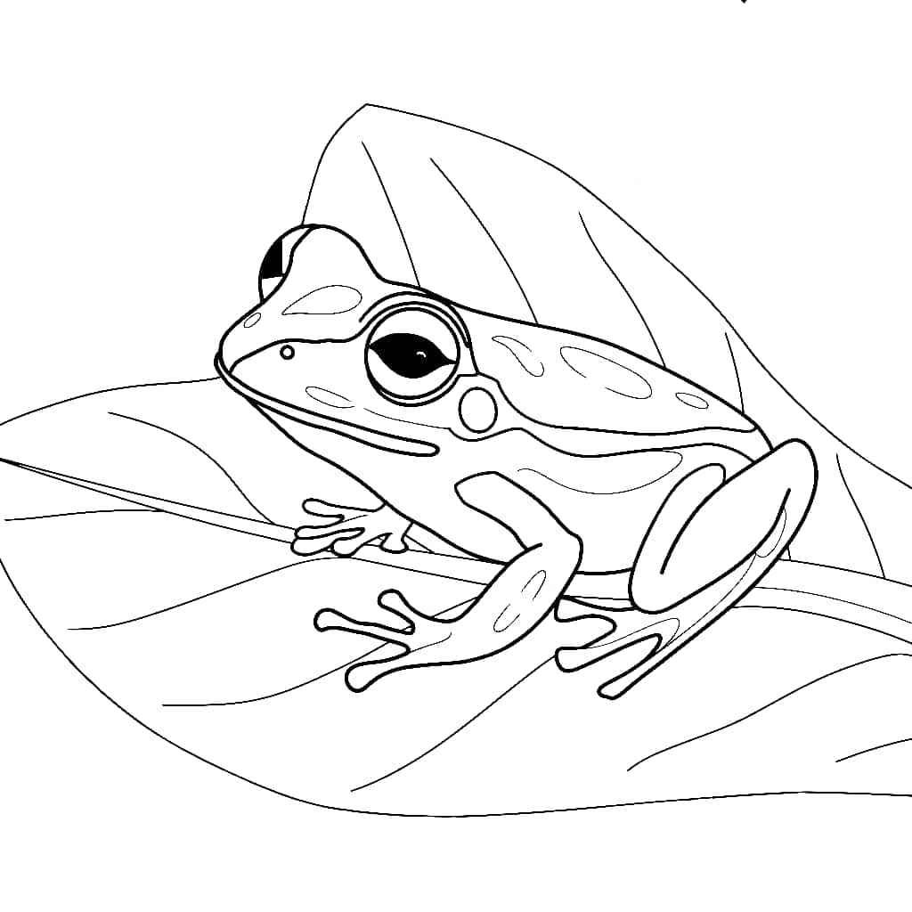 Frosch auf dem Blatt Amphibien