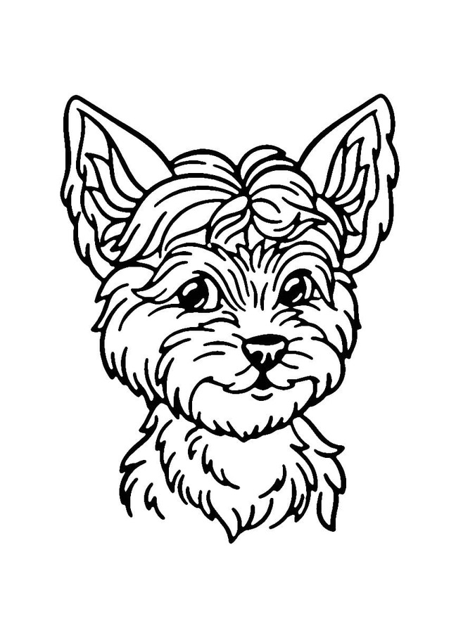 Glücklich Yorkshire Terrier