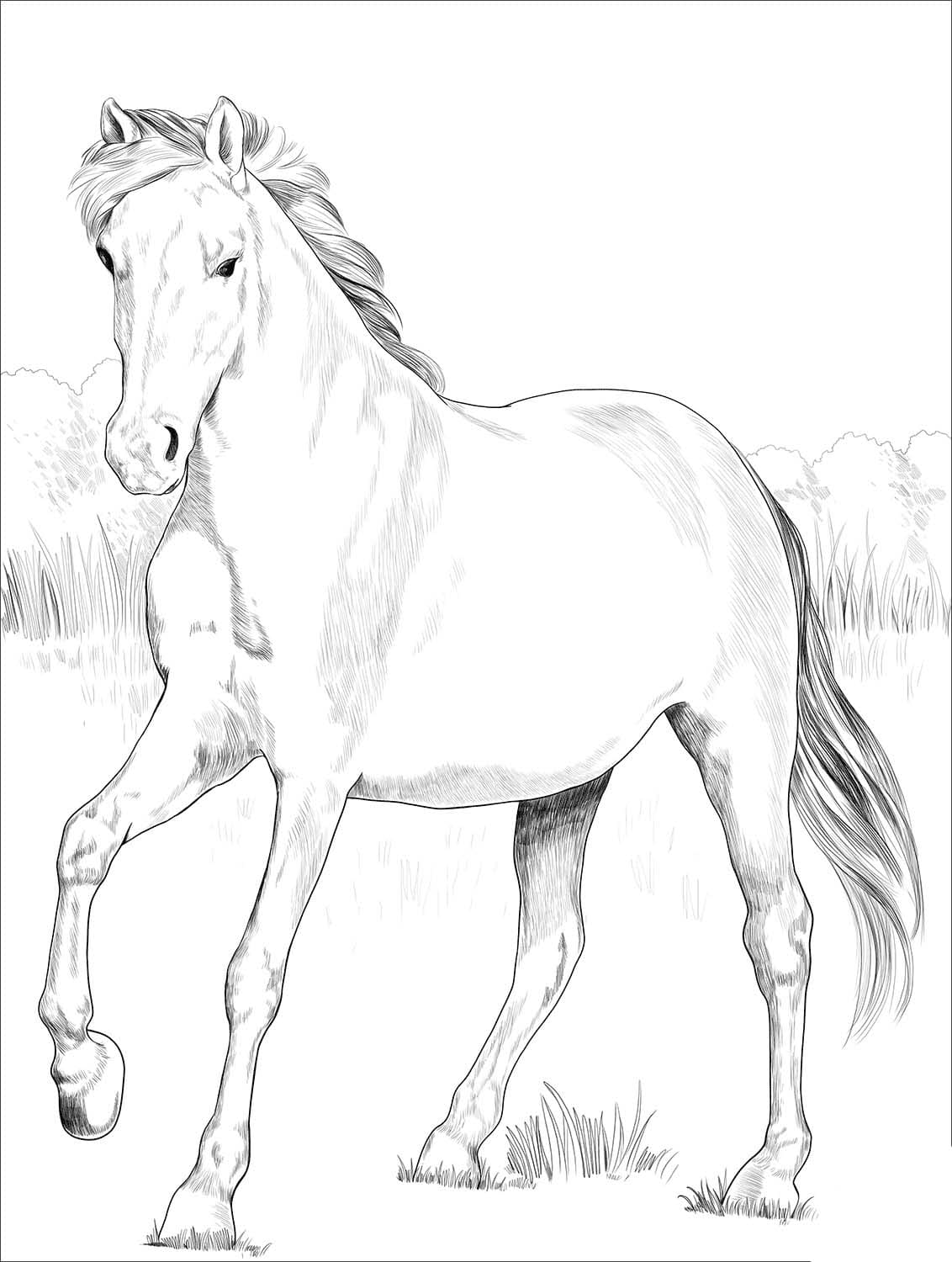 Kostenlos Wildpferde