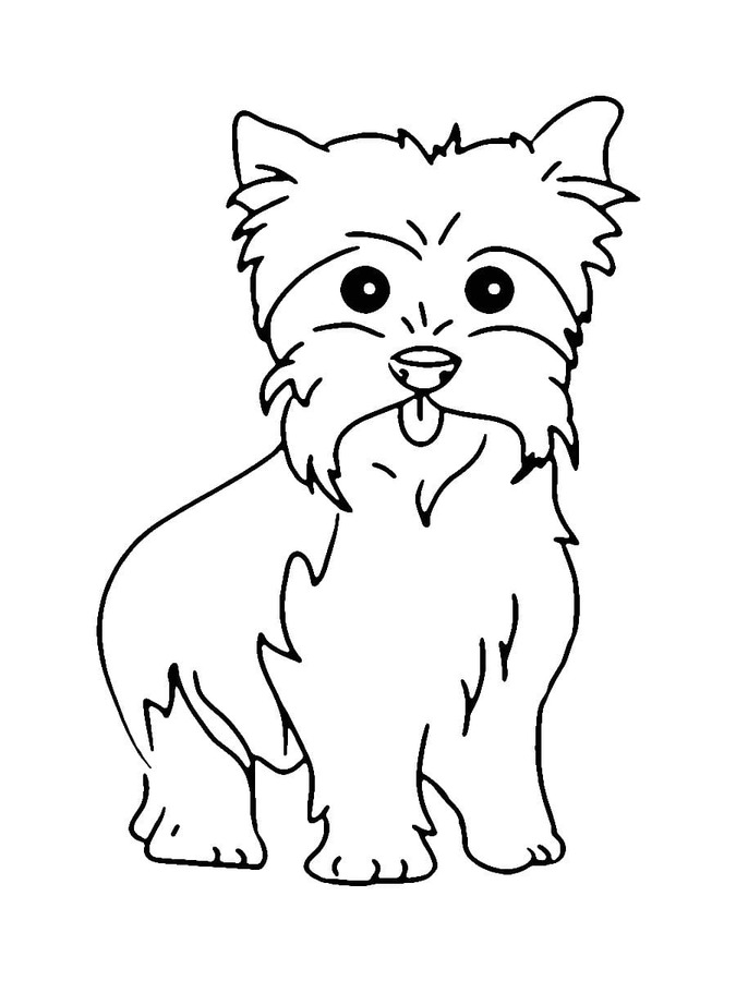 Kostenlos Yorkshire Terrier