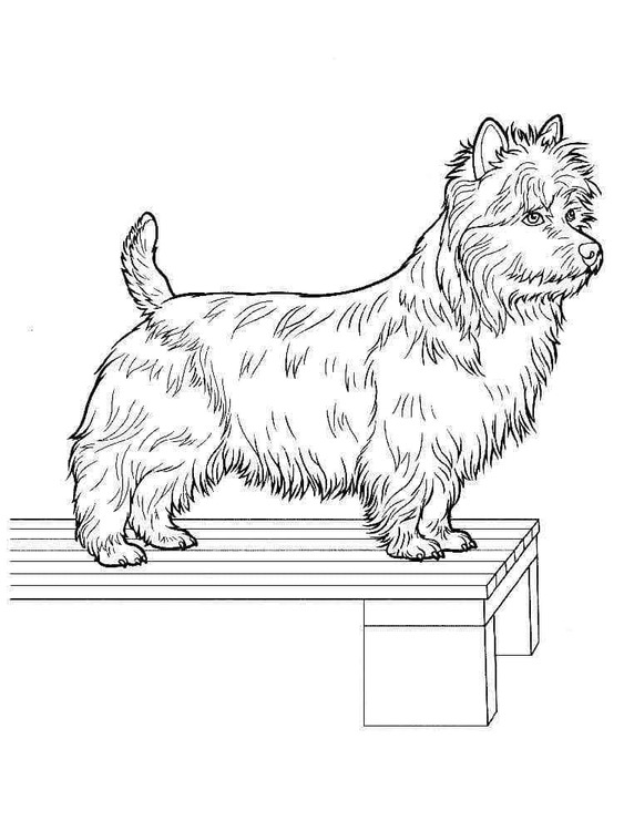 Schön Yorkshire Terrier