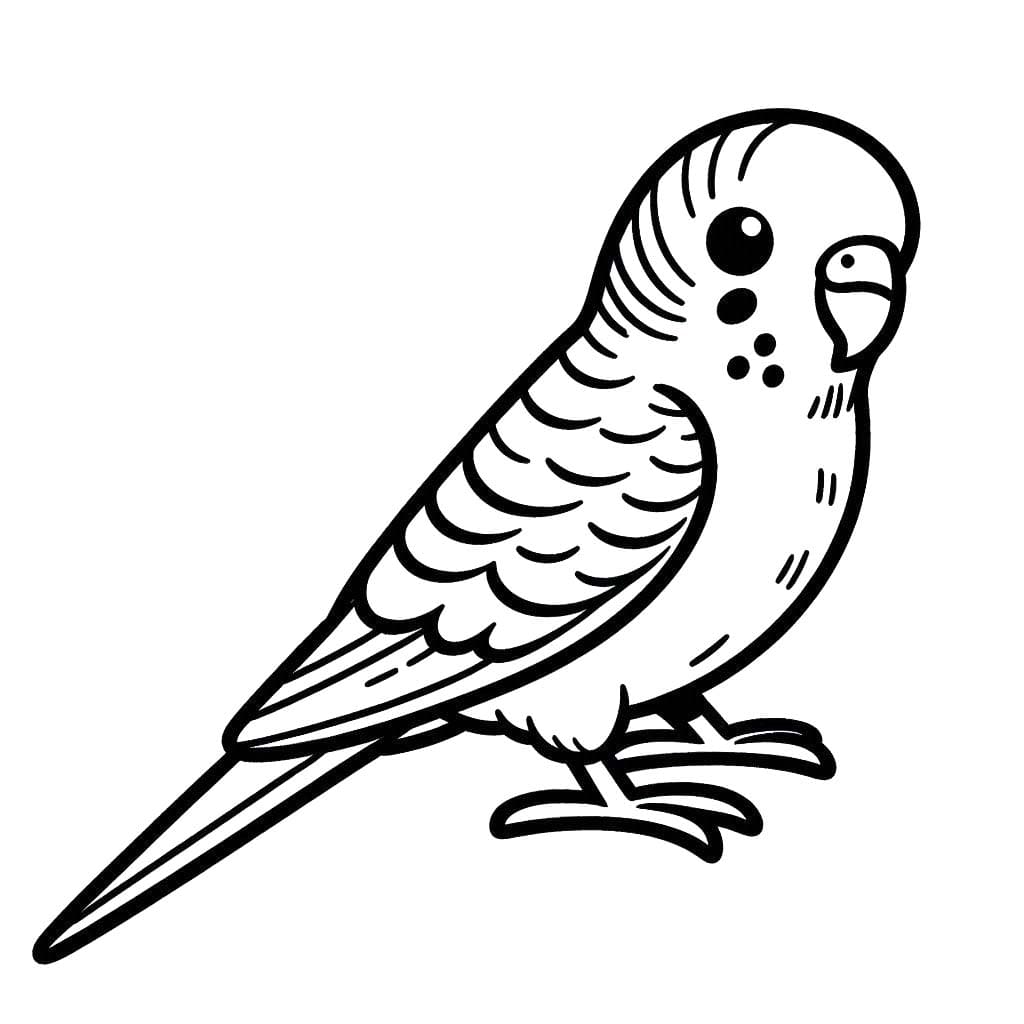 Wellensittich Ausmalbilder Malvorlagen Wellensittich Zum Ausdrucken