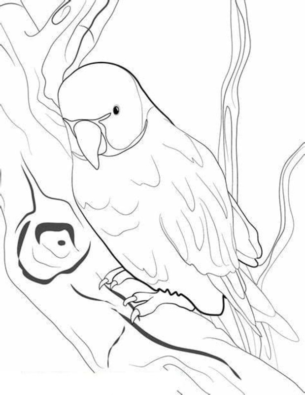 Wellensittich Umriss