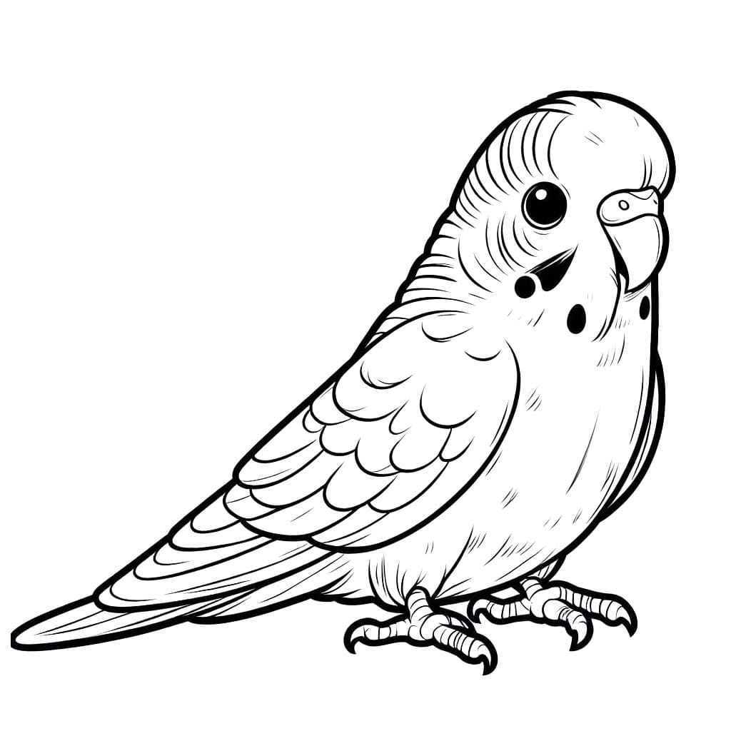 Wellensittich zum Ausdrucken