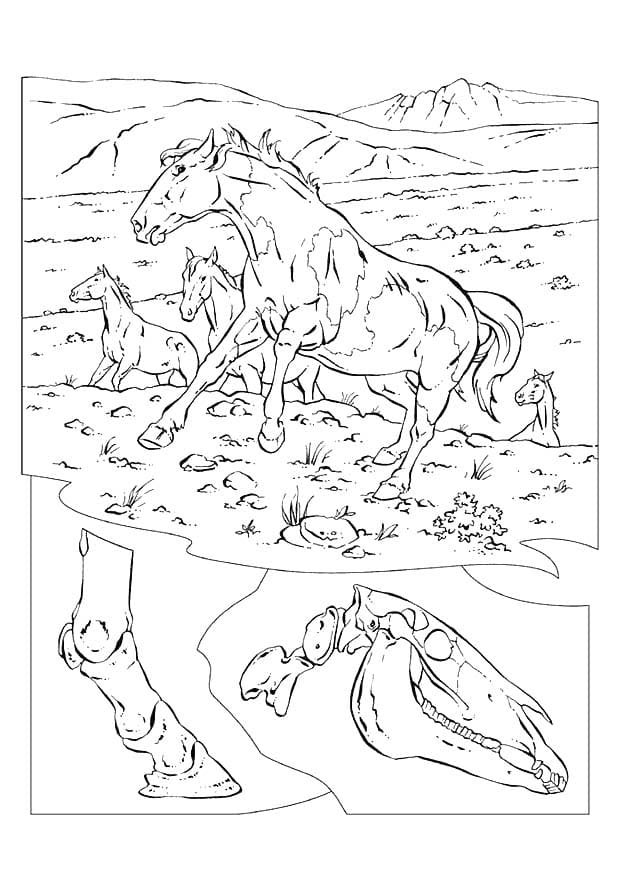 Wildpferde Kostenlos für Kinder