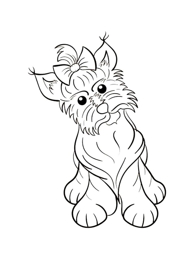 Yorkshire Terrier Basisch