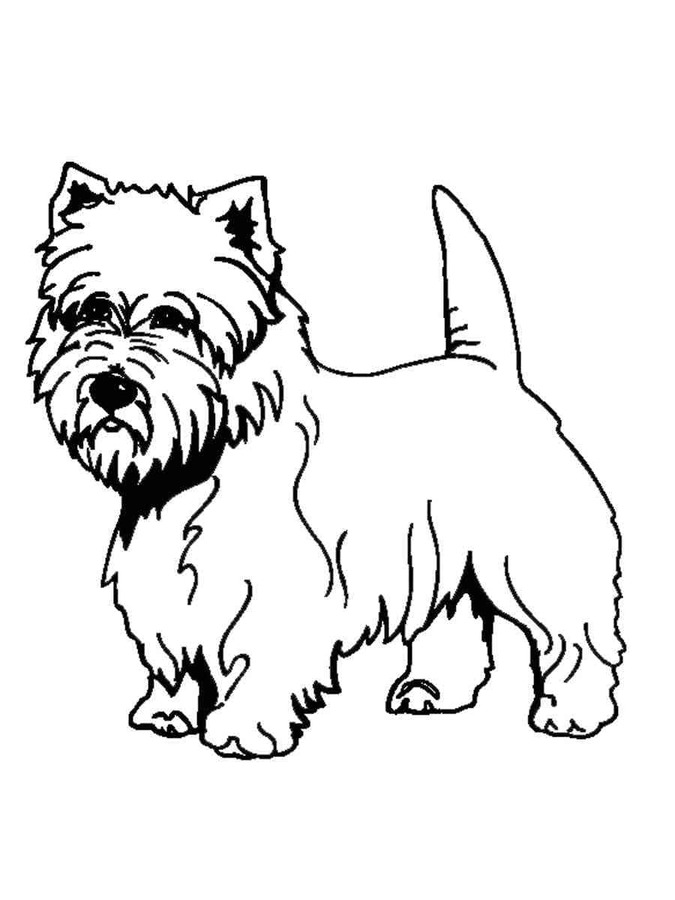 Yorkshire Terrier einfach