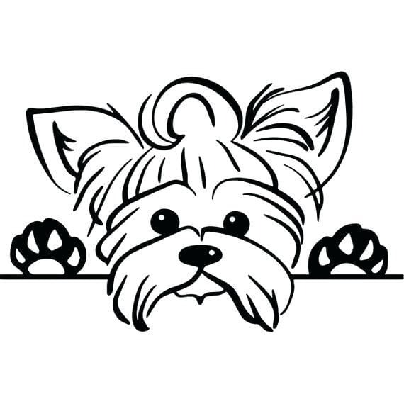 Yorkshire Terrier hübsch