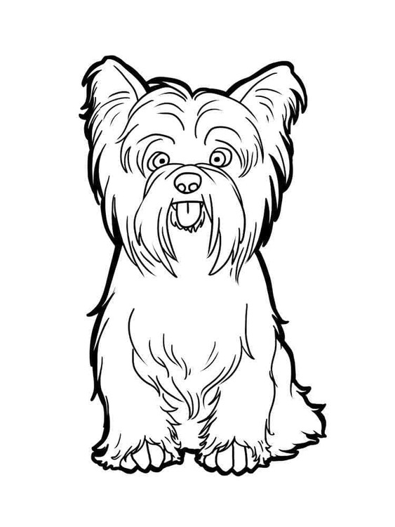 Yorkshire Terrier Hund