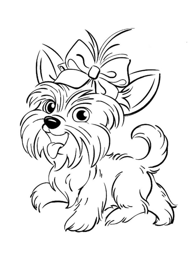 Yorkshire Terrier liebenswert