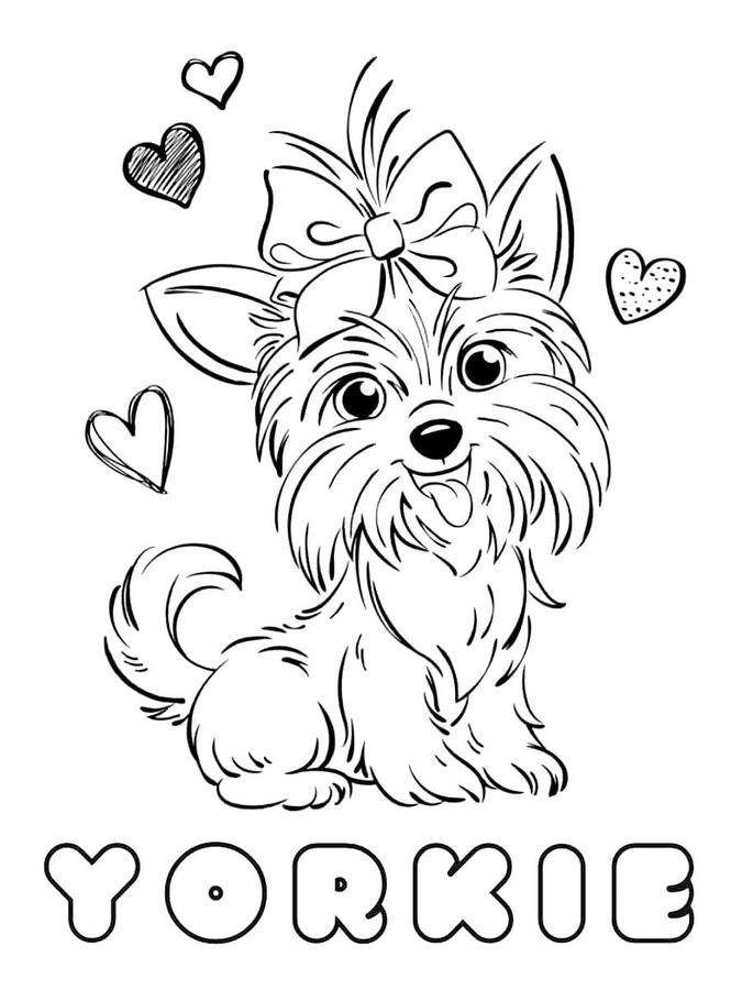 Yorkshire Terrier schön